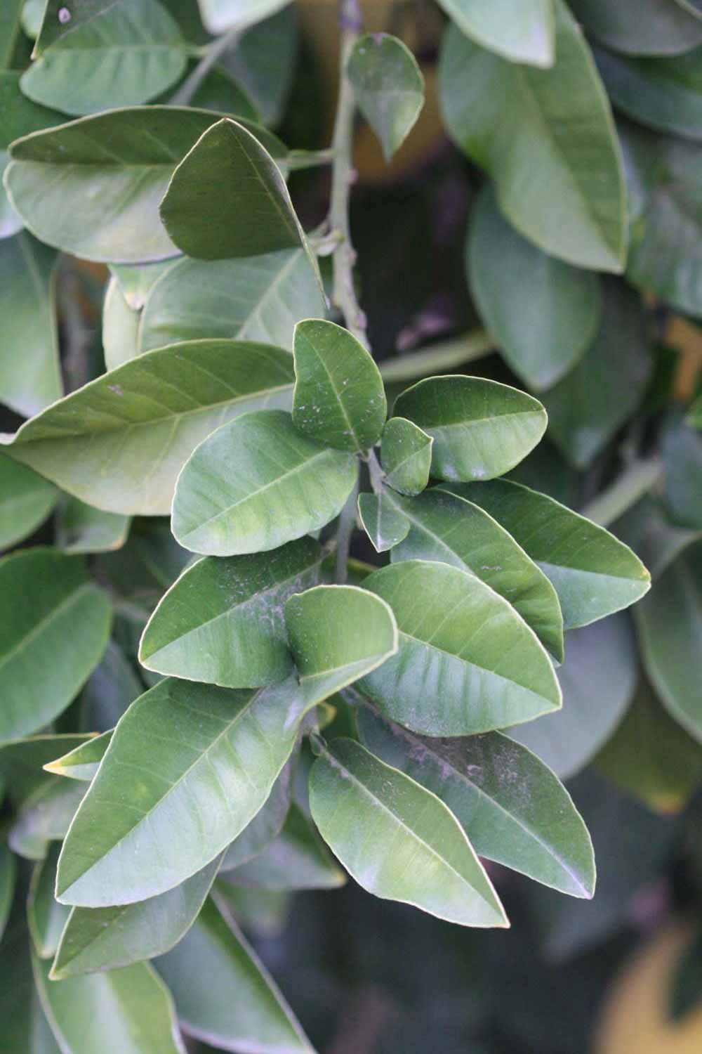            Sun leaves (Moanalua, Riverside, CA)   